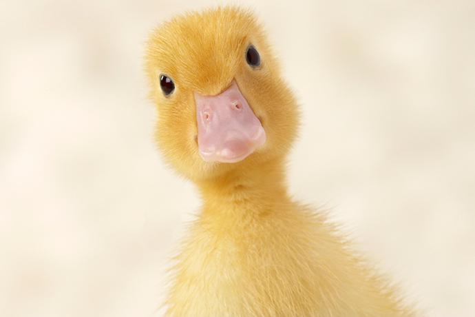 Баннер Pentakampeon